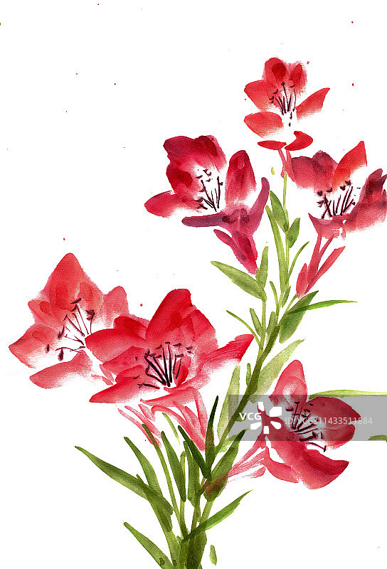 一束麝香百合花图片素材