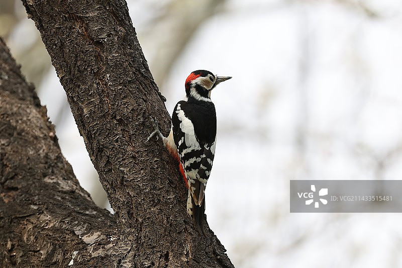 啄木鸟图片素材