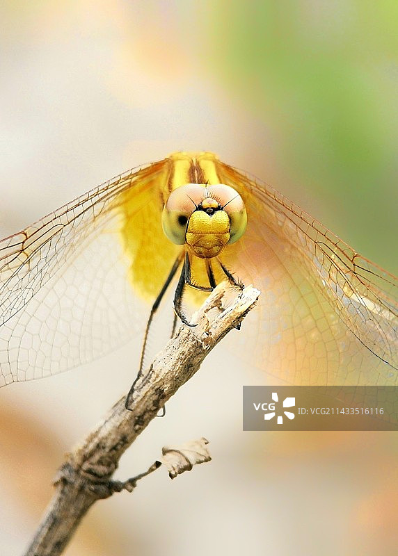 植物上昆虫特写镜头图片素材