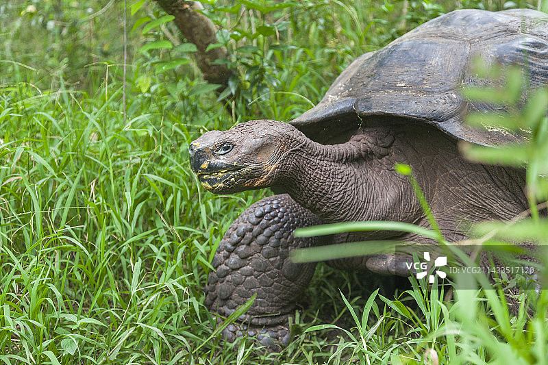 加拉帕戈斯象龟图片素材