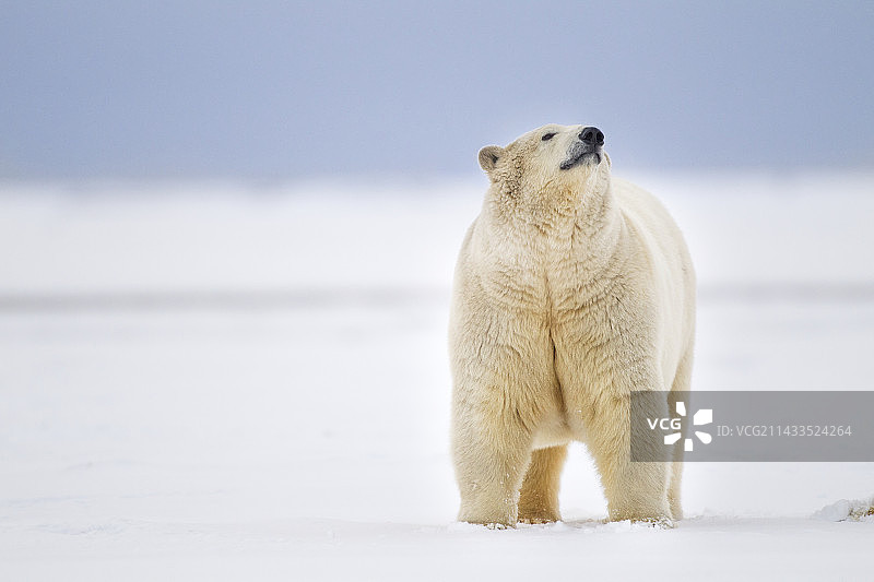 北极熊图片素材