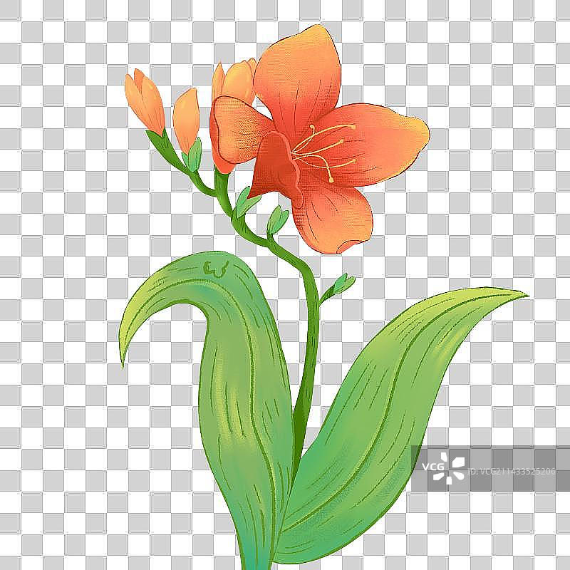 花卉植物插画图片素材