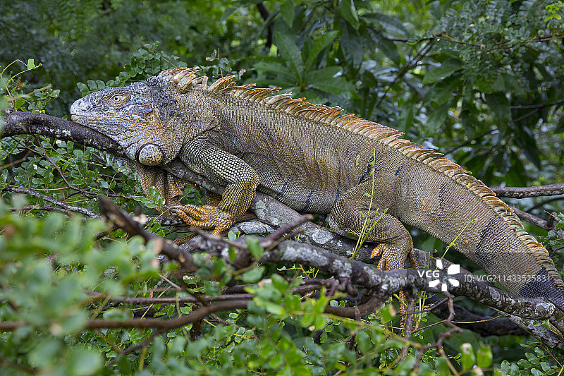 罗坦岛多刺尾鬣蜥图片素材