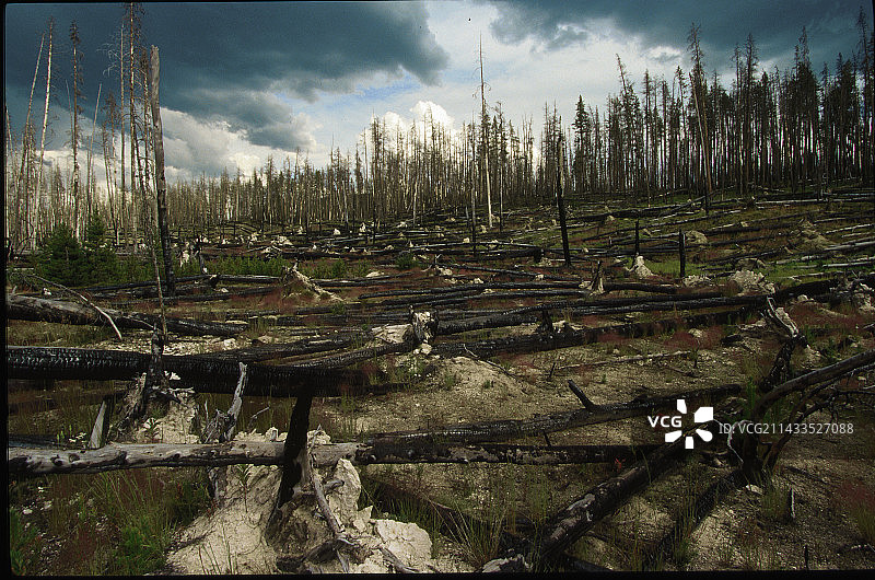 黄石公园的火灾破坏图片素材