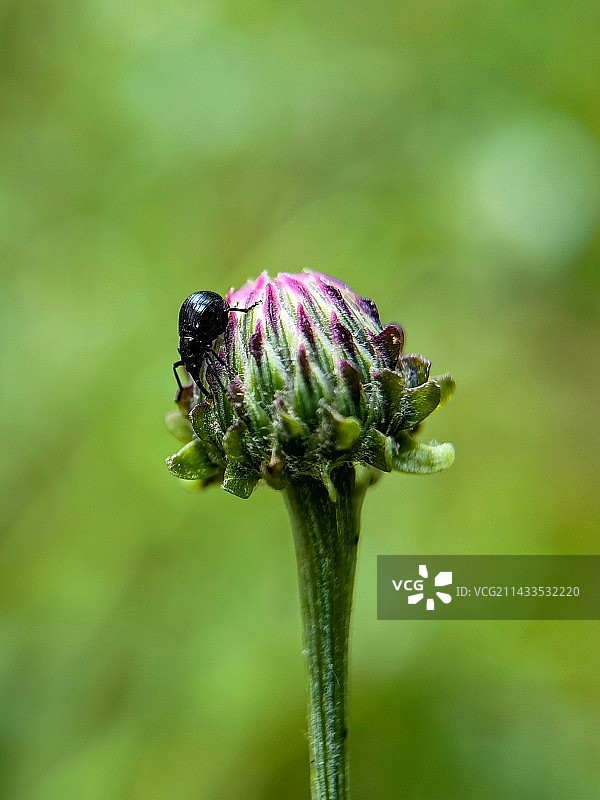 象鼻虫图片素材