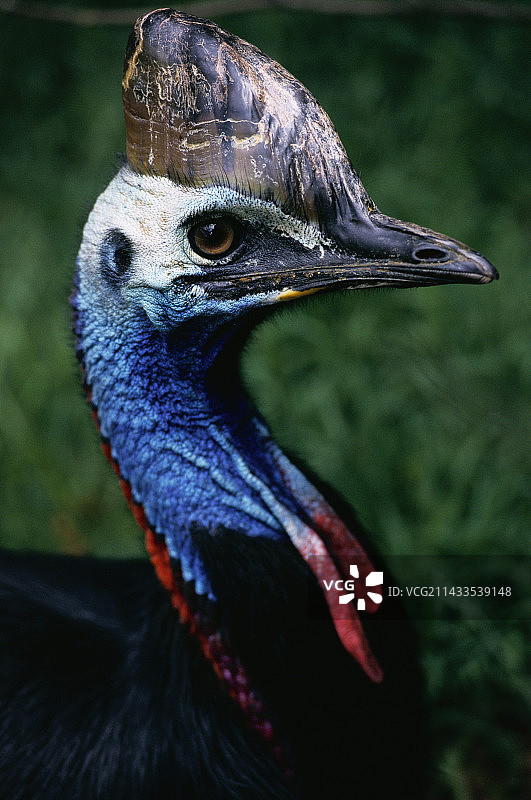 圈养状态下的雄性双垂鹤鸵图片素材