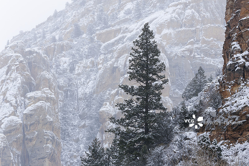 绵羊溪峡谷悬崖和针叶树上的降雪，尤因塔山脉图片素材