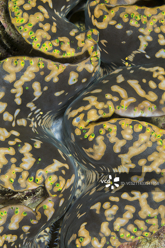 印度尼西亚巨型蛤蜊图片素材