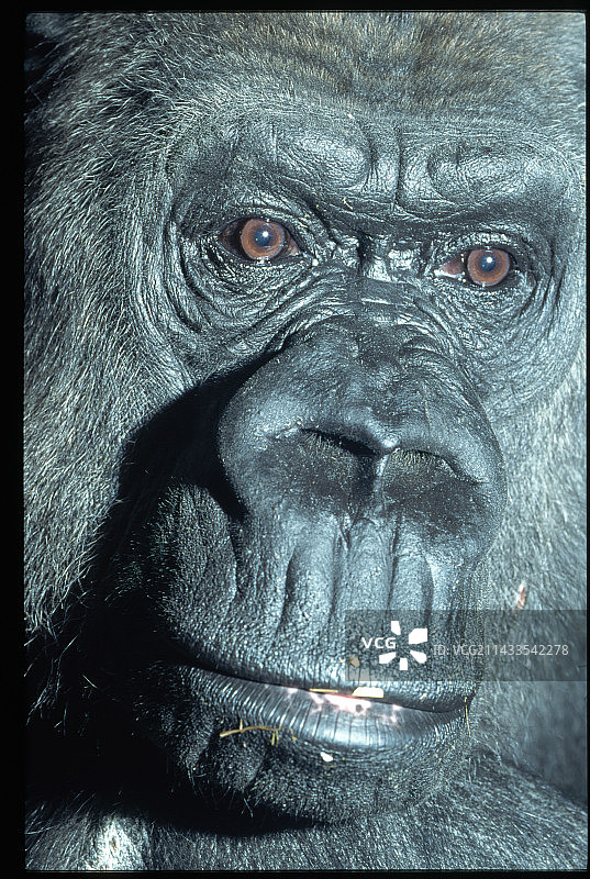 低地大猩猩面部特写图片素材