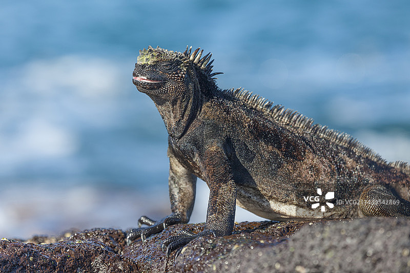 海鬣蜥图片素材