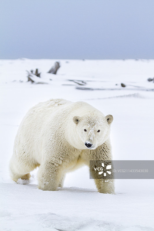 北极熊图片素材