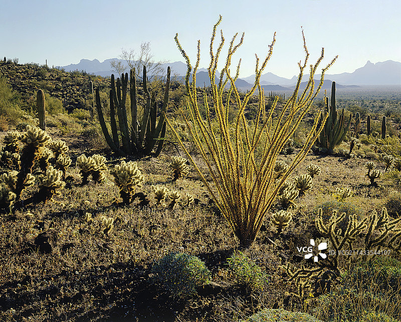索诺兰沙漠的日出图片素材