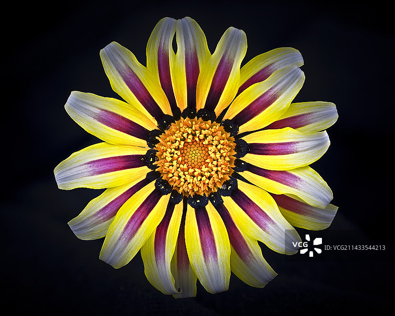 加州非洲菊盛开图片素材