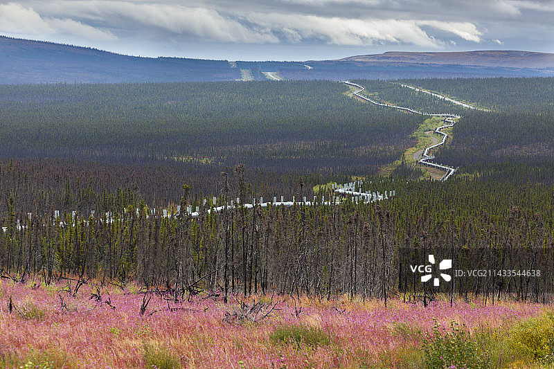 阿拉斯加输油管道和柳兰图片素材