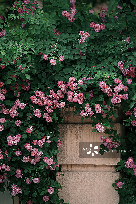 蔷薇花图片素材