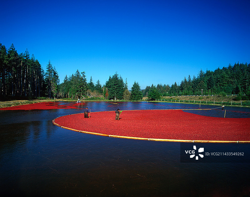 收获时节的蔓越莓沼泽图片素材
