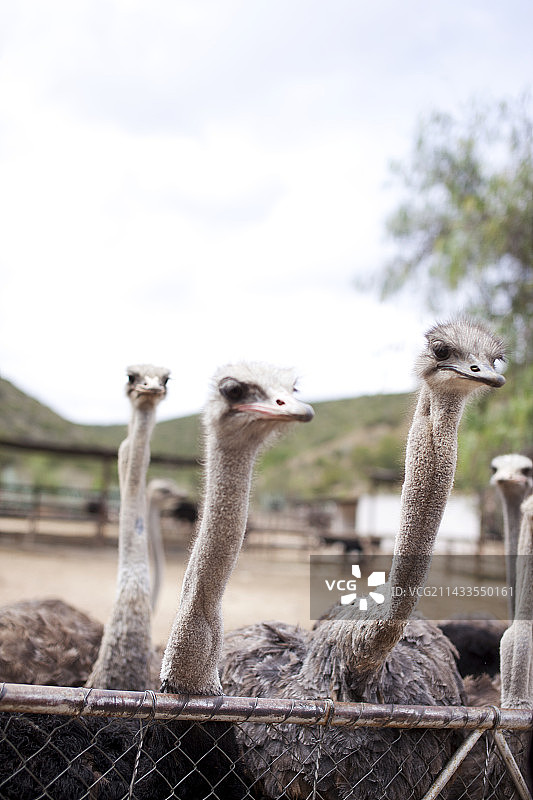 鸵鸟养殖场的鸵鸟图片素材