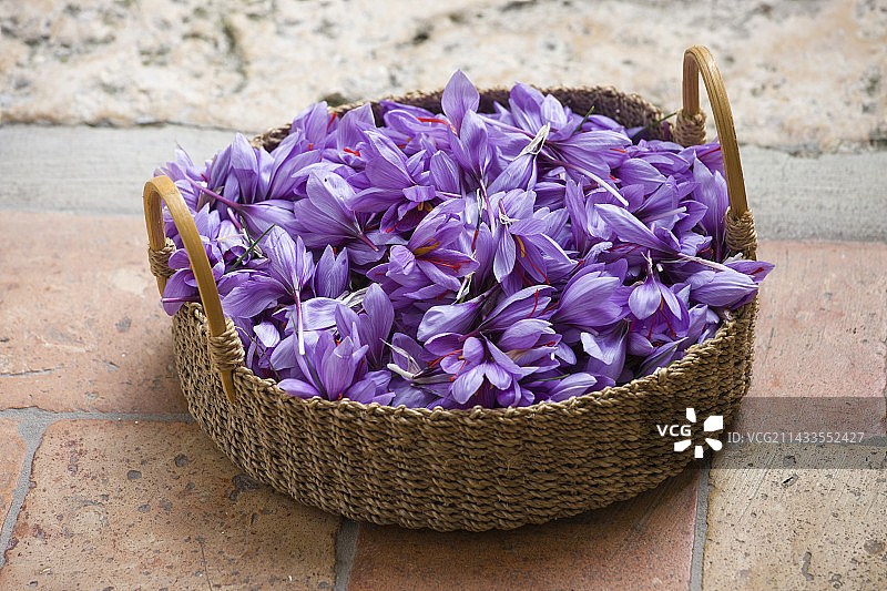 一篮番红花图片素材