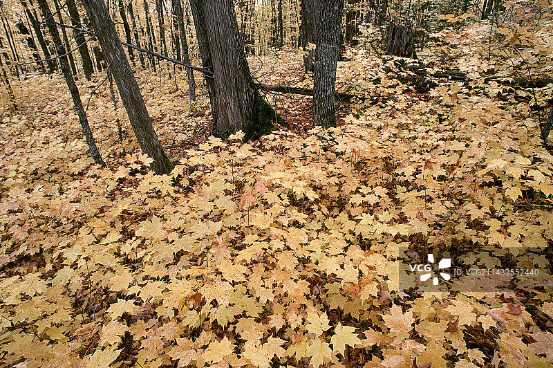 生长的雪松树与顶针莓图片素材
