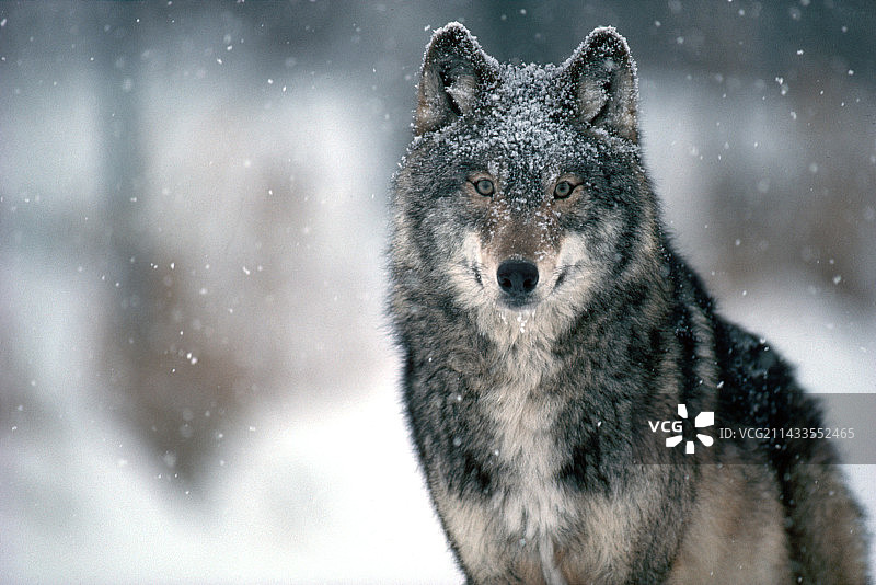 明尼苏达森林狼图片素材