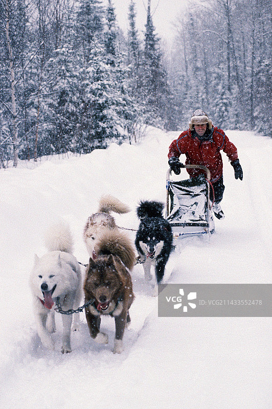 边界水域狗拉雪橇之旅图片素材