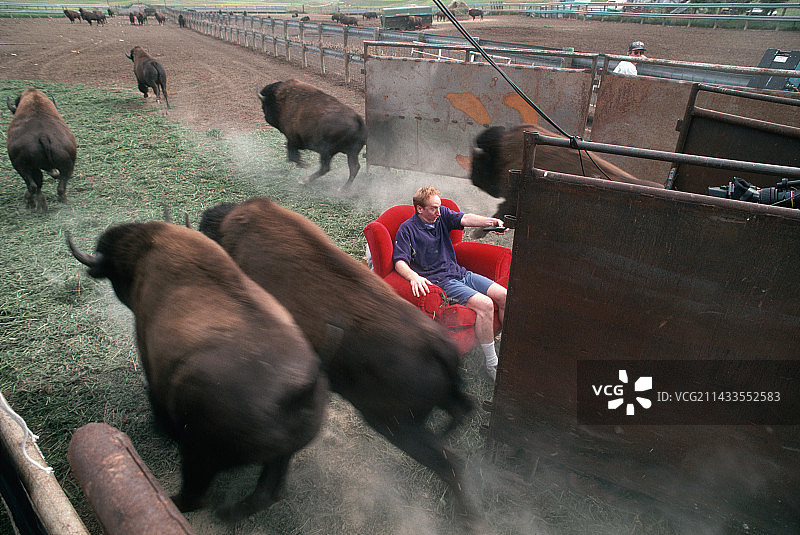 电视广告拍摄野牛群奔腾场景图片素材