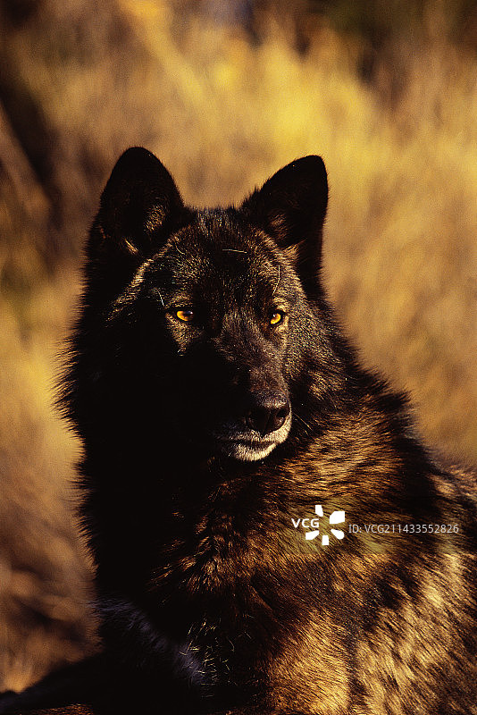 大灰狼图片素材