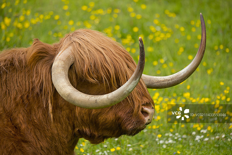 苏格兰长角公牛图片素材