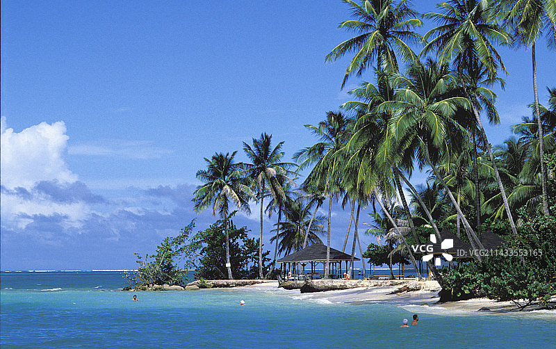 鸽子角的棕榈树和游泳者图片素材