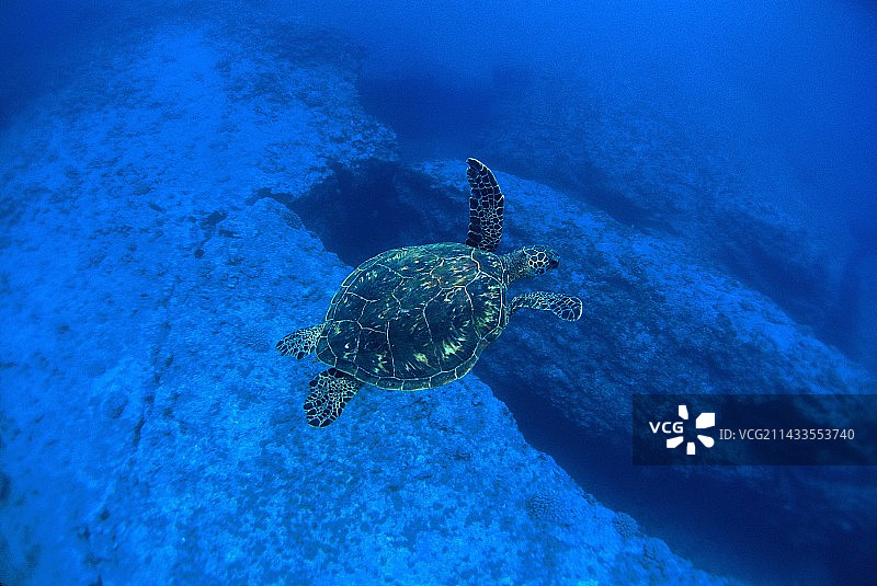在瓦胡岛外班zai管道游泳的乌龟图片素材