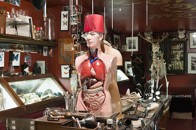 伦敦哈克尼恐怖小店的动物标本收藏图片素材