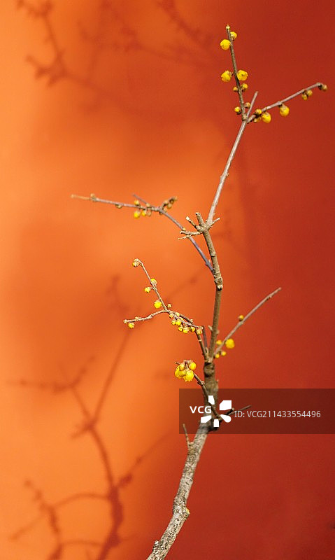 卧佛寺，腊梅图片素材