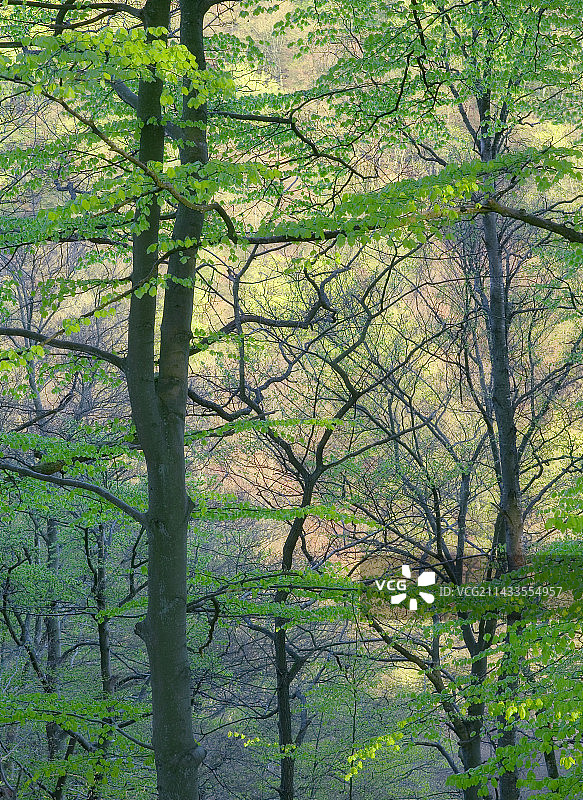 春季的山毛榉树图片素材