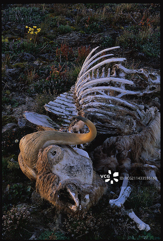 腐烂的麝香牛图片素材