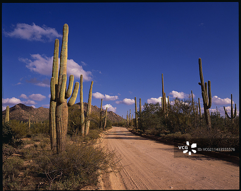 巨柱仙人掌排列在土路旁图片素材