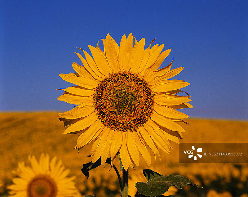 盛开的向日葵图片素材