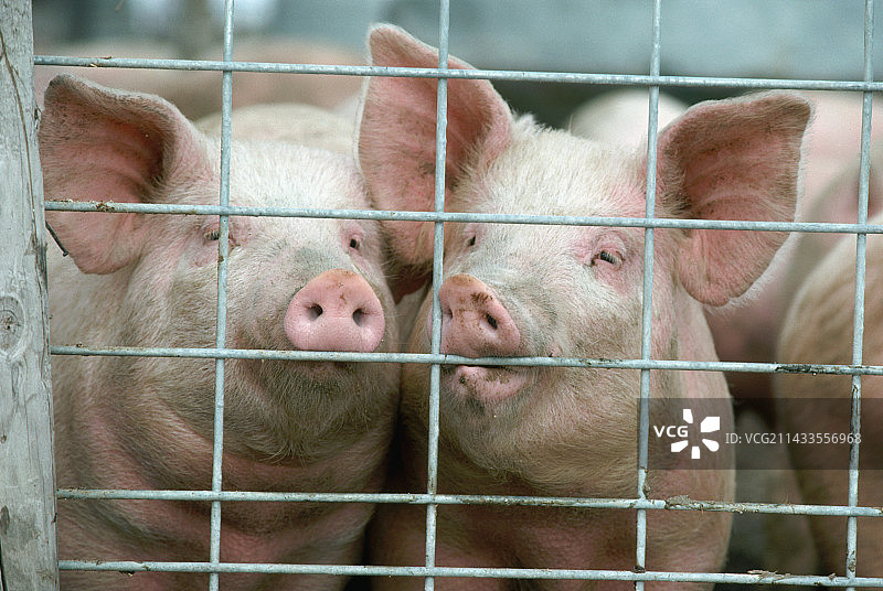 铁丝网后的猪图片素材