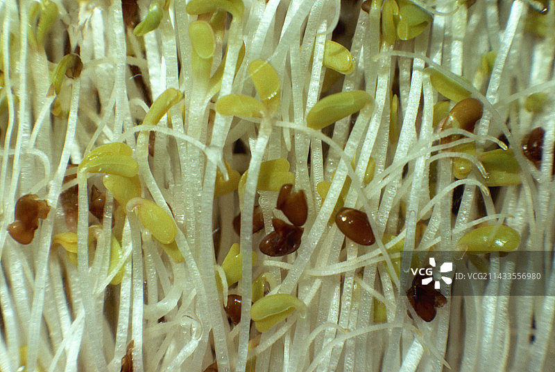 苜蓿芽图片素材