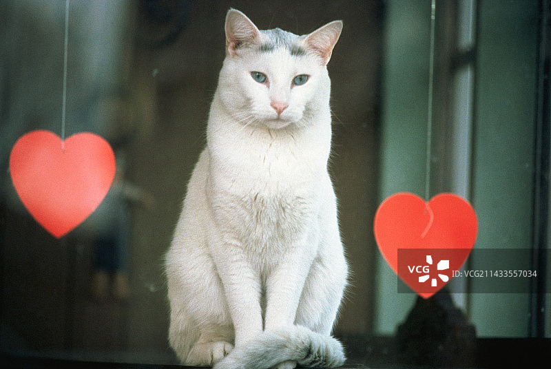 情人节的白色猫图片素材