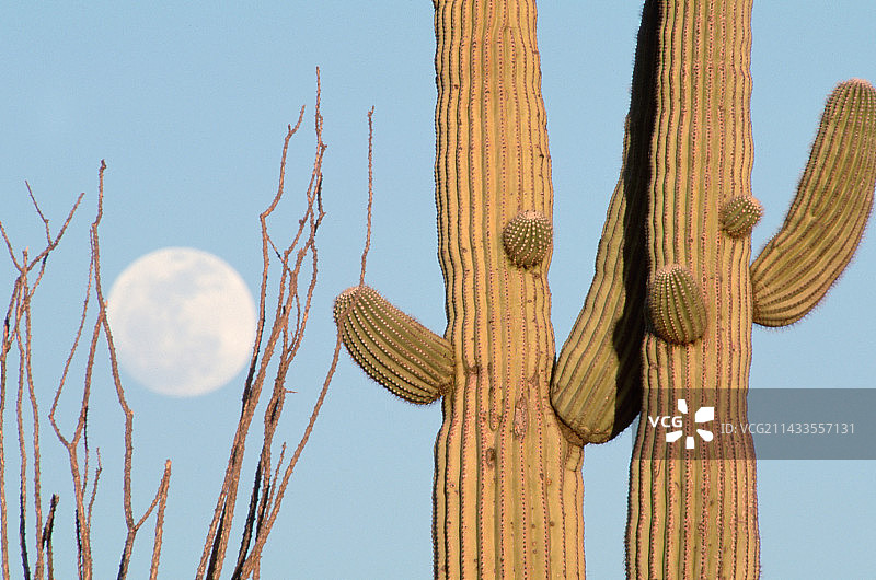 一对巨型仙人掌和满月图片素材