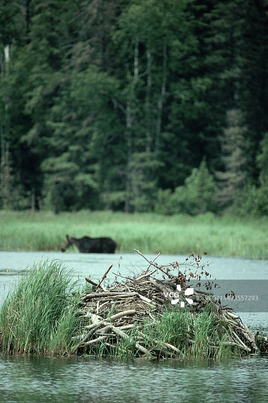 池塘中的海狸小屋图片素材