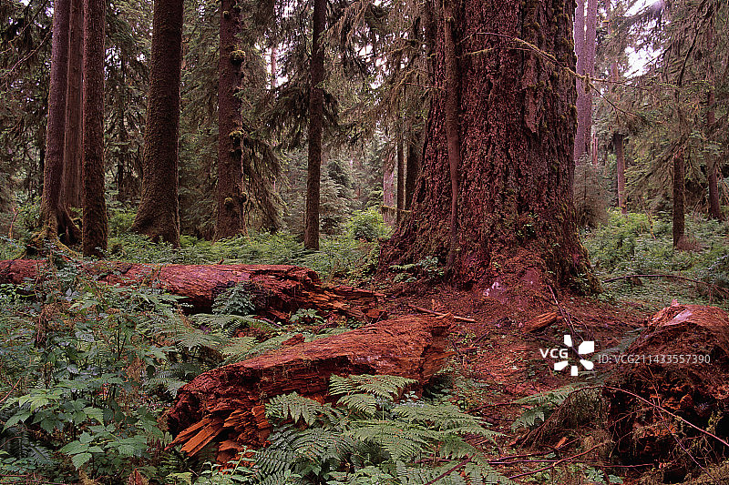太平洋沿岸国家公园的树木图片素材