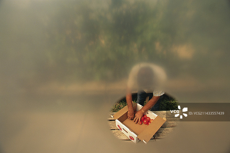 农场里的拳击西红柿图片素材