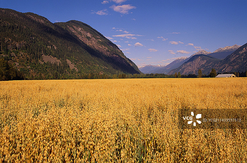 燕麦田图片素材