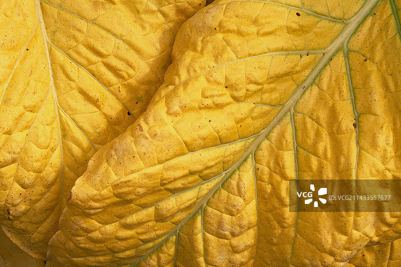 黄色烟叶图片素材
