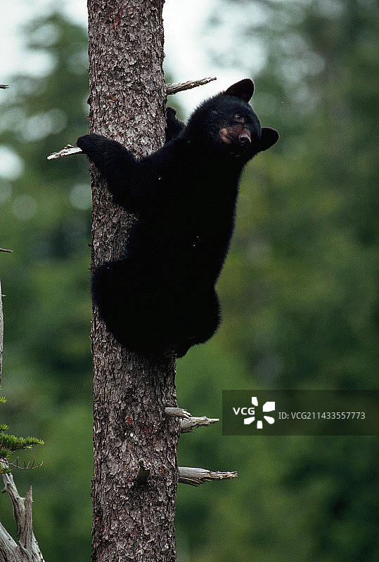 加拿大，幼黑熊爬树图片素材