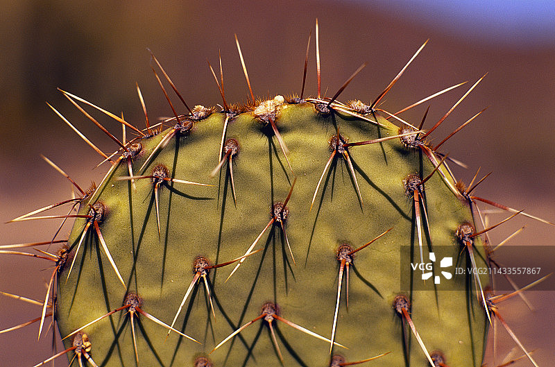 仙人掌茎和针图片素材