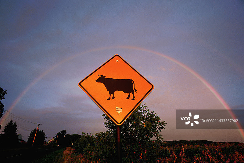 牛过马路标志牌上的彩虹图片素材