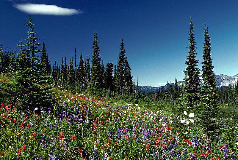 高山草甸之花图片素材
