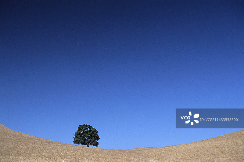 蓝天下孤独的橡树图片素材